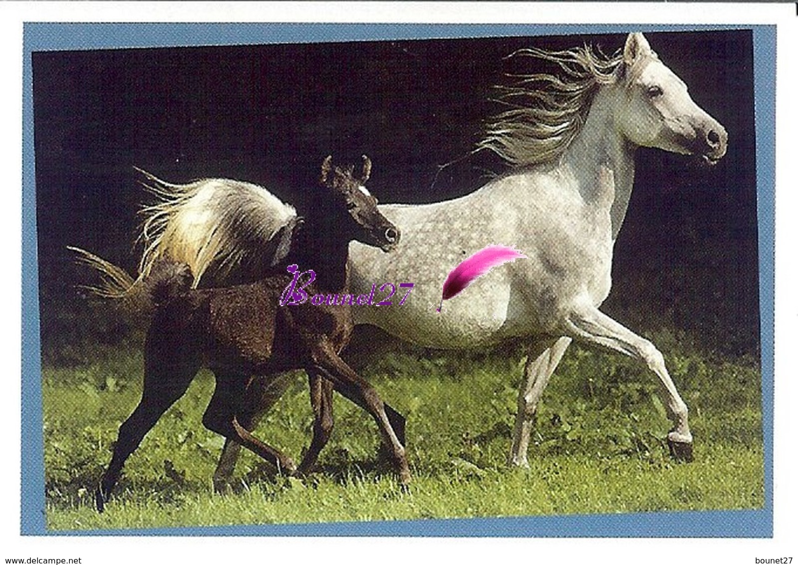 Image Autocollant PANINI Horse Les CHEVAUX Une Aventure Incroyable 45/208 - Otros & Sin Clasificación