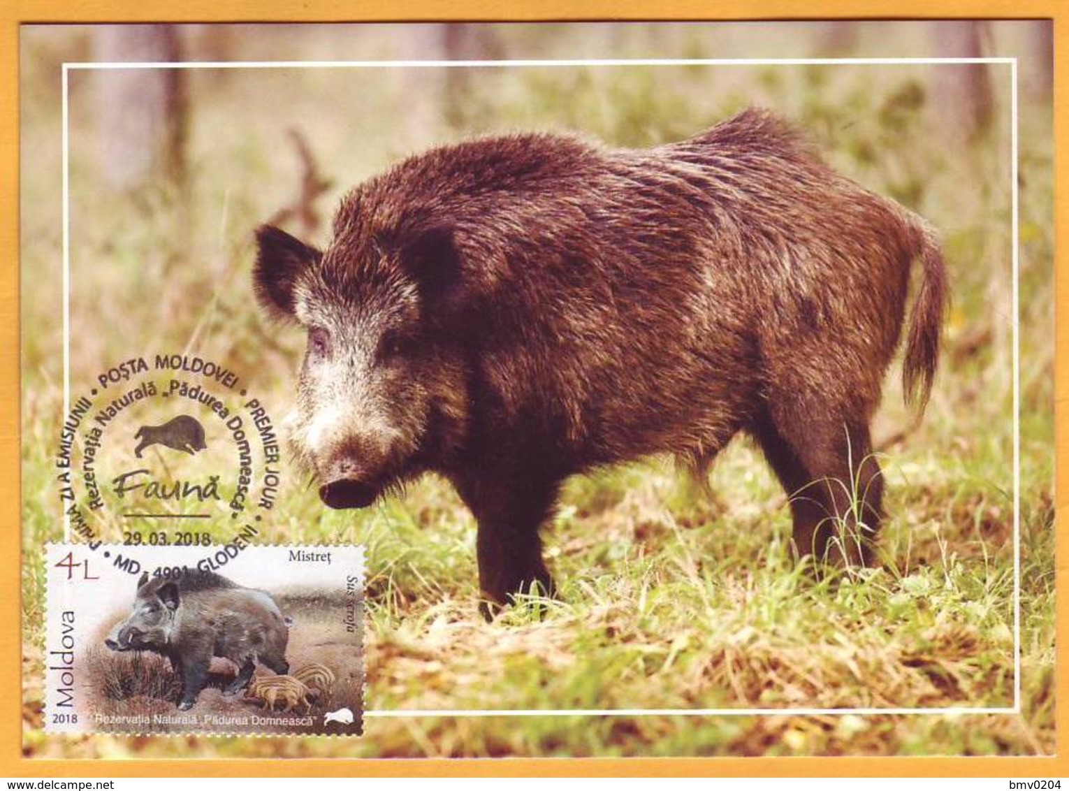 2018 Moldova Moldavie Fauna Nature, Nature Reserve. Forest. Animals. Boar. Maxicard - Cartes-maximum