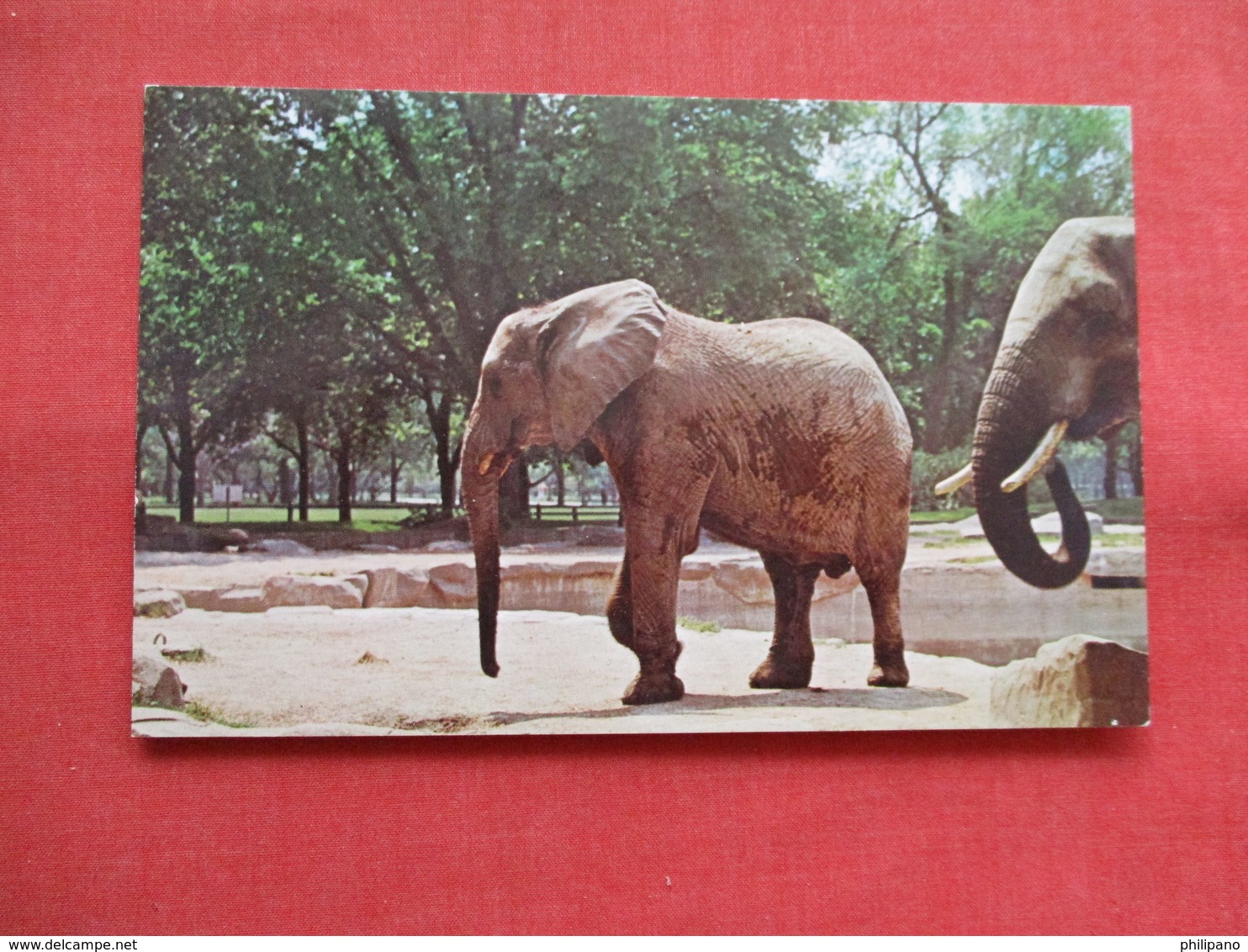 African Elephant  Brookfield Zoo  Il   Ref 3198 - Elefantes