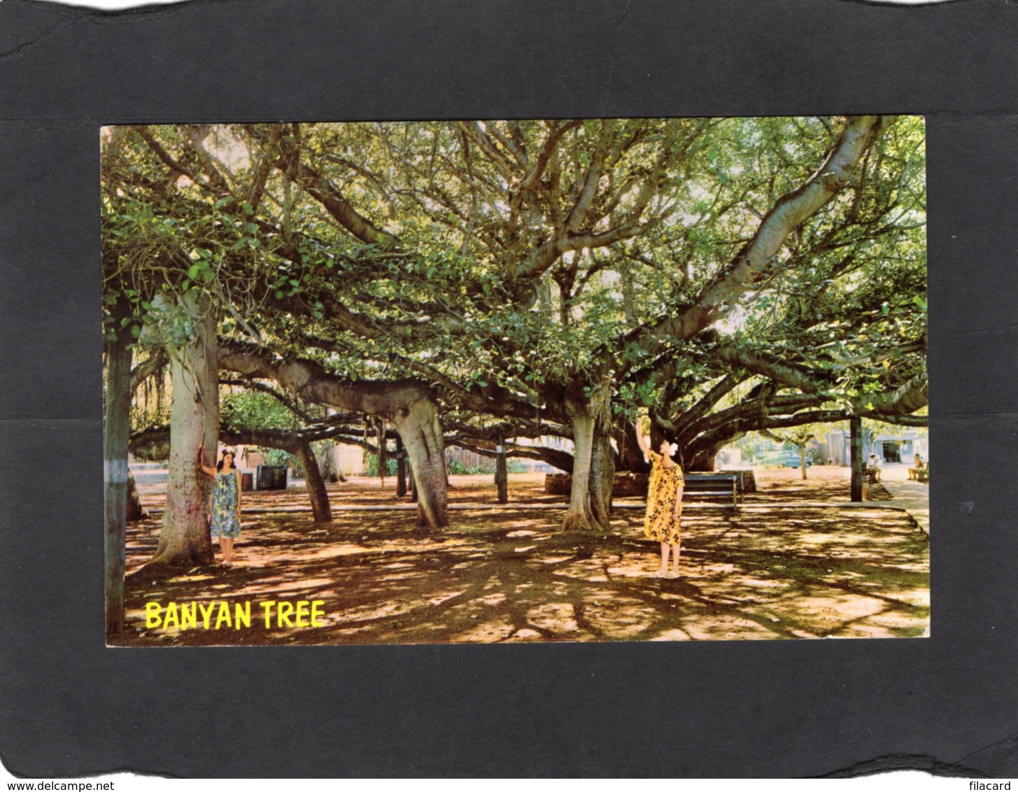 84550    Stati  Uniti,   Banyan Tree,  Lahaina, Maui,  Hawaii,  NV - Maui