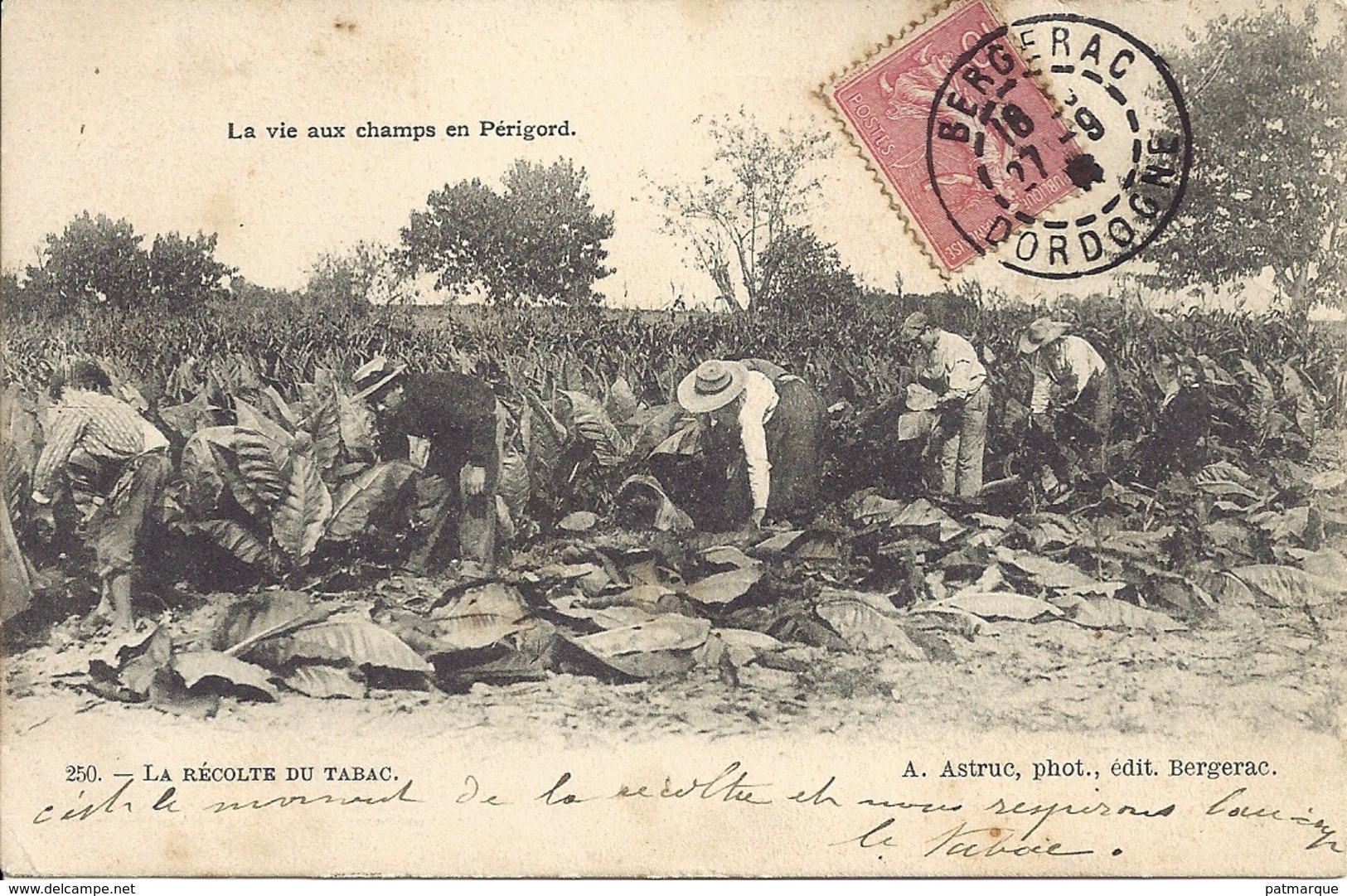 La Récolte Du Tabac - La Vie Aux Champs En Périgord - Bergerac