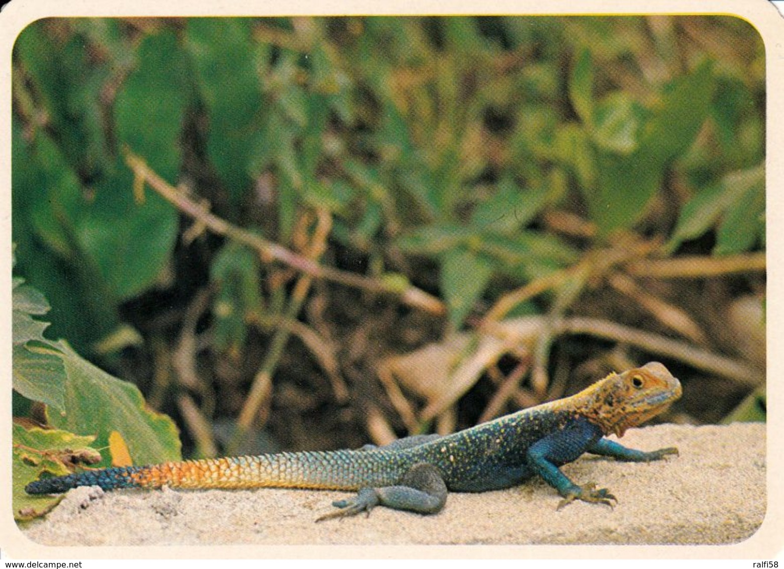 1 AK Cameroun / Kamerun * Margouillat - Ein Gecko - Tiere - Animals - IRIS Karte Nummer 8455 * - Kamerun