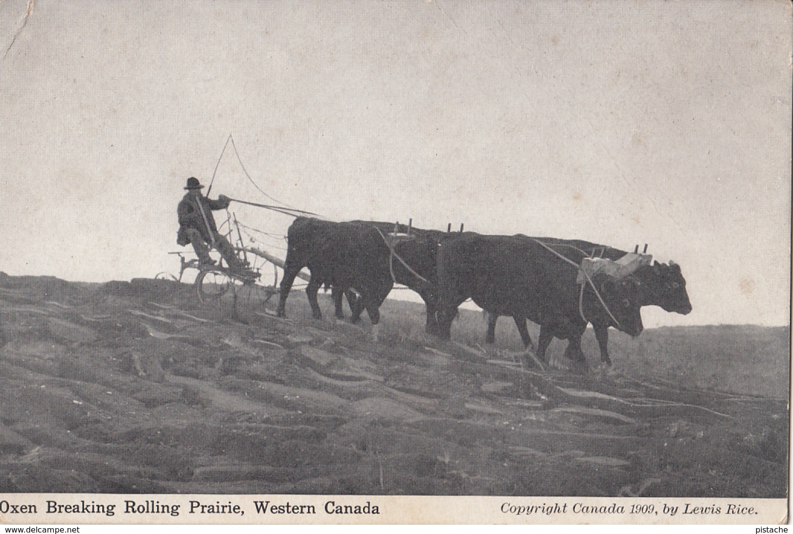 Vintage 1905-1910 - Oxen Ox Breaking Rolling Prairie Canada - Animal Agriculture - Written - 2 Scans - Unclassified