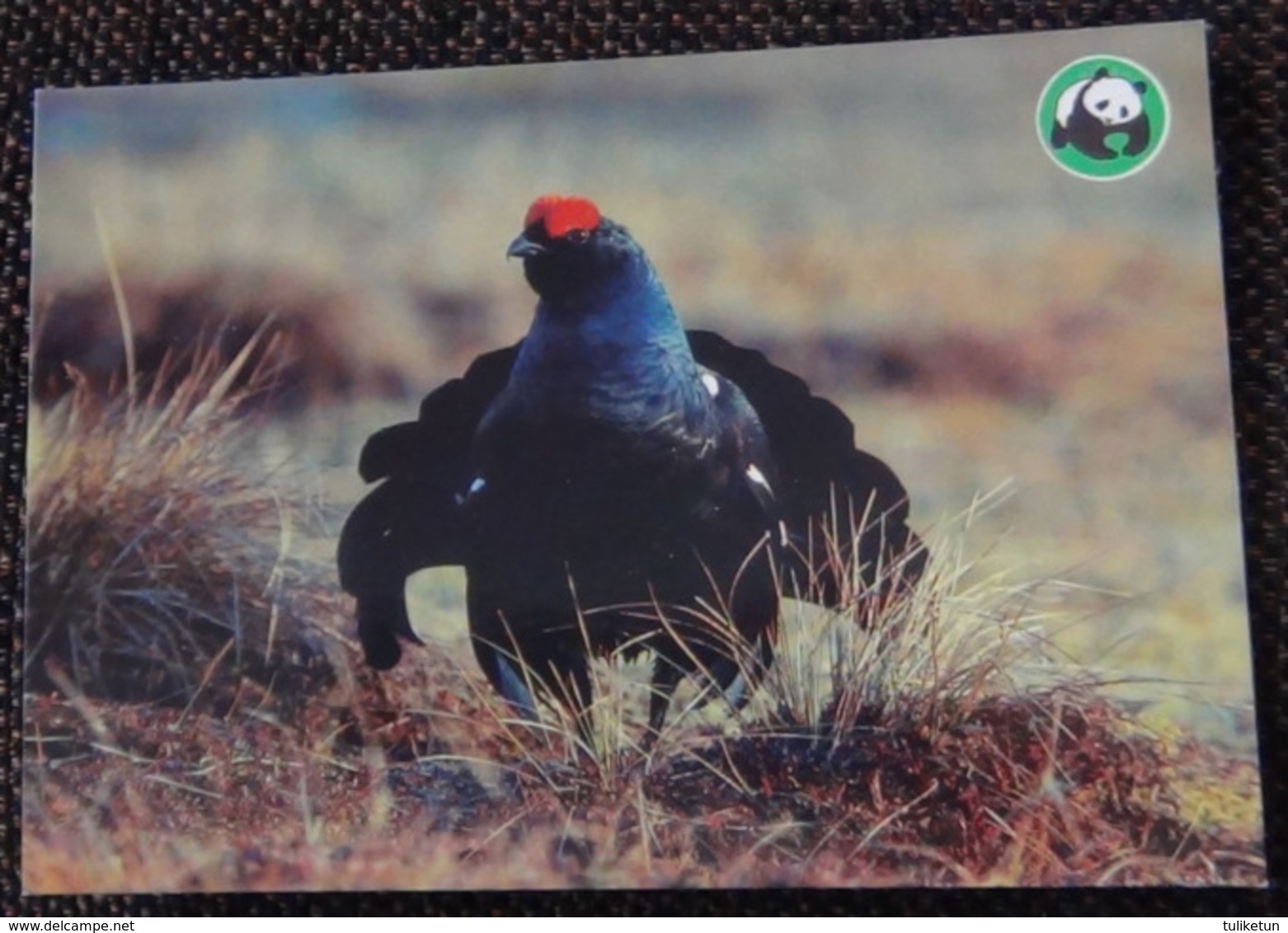 Bird - Oiseau - Vogel - Uccello - Pássaro - Black Grouse - WWF Panda Logo - Uccelli