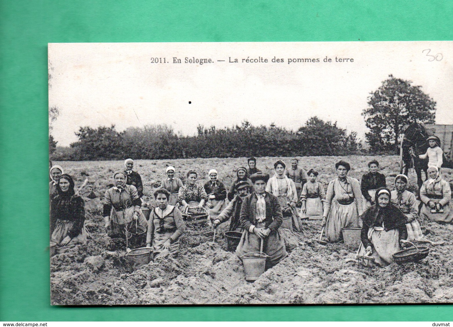 41 Loir Et Cher  45 Loiret 18 Cher En Sologne La Recolte Des Pommes De Terre Agriculture - Culture