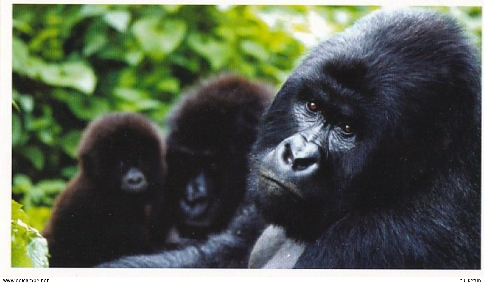 Gorilla - Gorille - Gorila - WWF Panda Logo - Animal - Animaux - Fauna - Faune - For A Living Planet - Scimmie