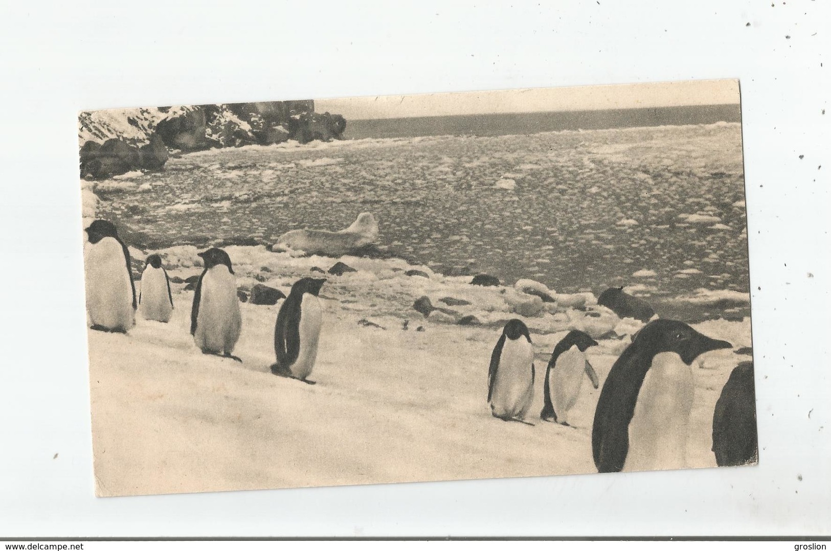 ILES FALKLAND 11 (PINGOUINS) - Falklandeilanden