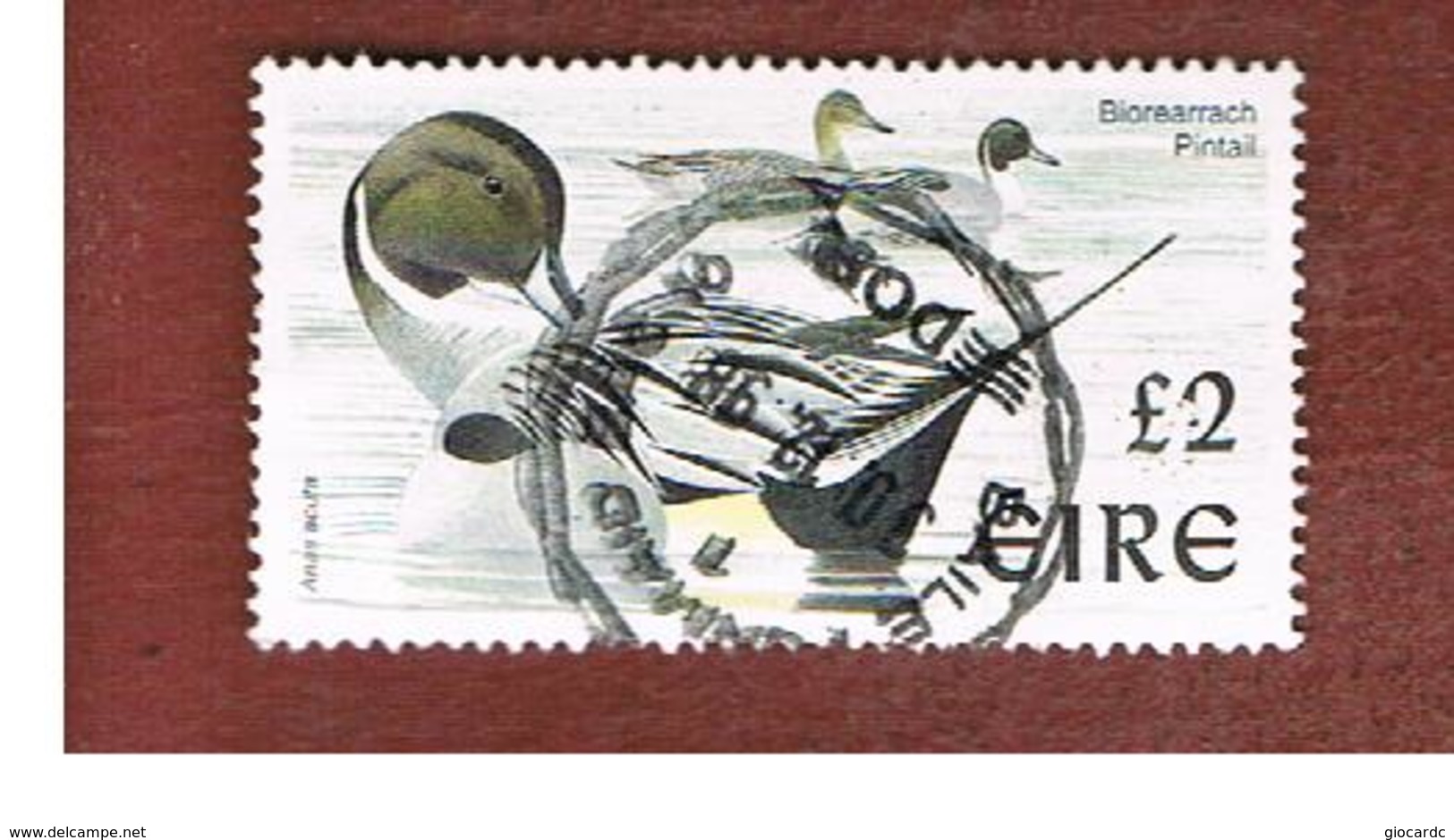 IRLANDA (IRELAND) - SG 1061  - 1998   BIRDS: ANAS ACUTA   - USED - Gebruikt