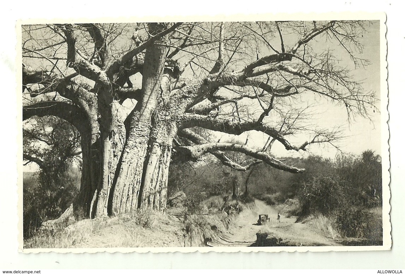 2904 " ERITREA - BAOBAB SU UNA PISTA DEL BASSOPIANO - AUTOMOBILE FERMA SUL SENTIERO" CART. POST.ANIM.ORIGIN. NON SPEDITA - Eritrea