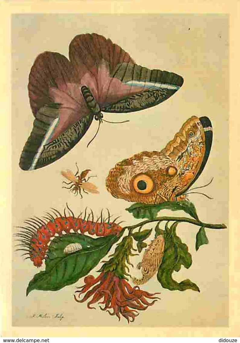 Animaux - Papillons - Caligo Idomeneus From Maria Sibylle Merian's - Metamorphis Insectorum Surinamensium 1730 - By Cour - Papillons