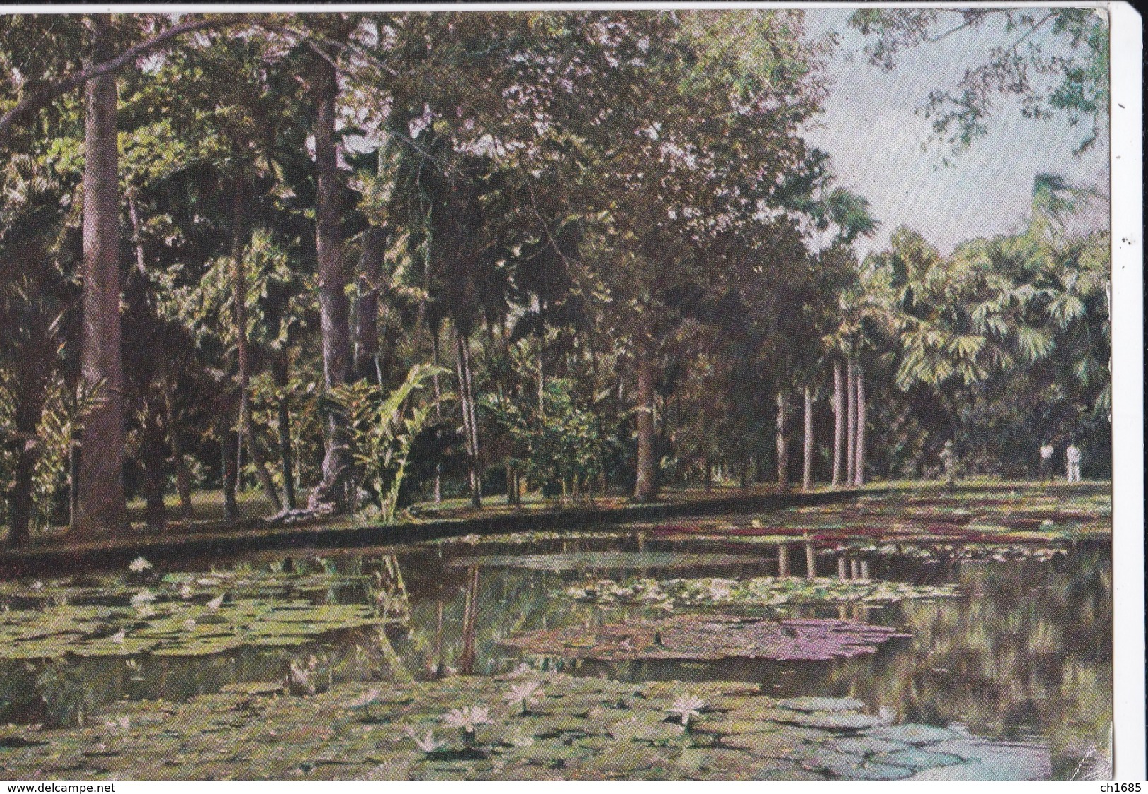 ILE MAURICE   :  Jardin De Pamplemousses . Carte Editions Porcelaines Le Tallec . - Maurice