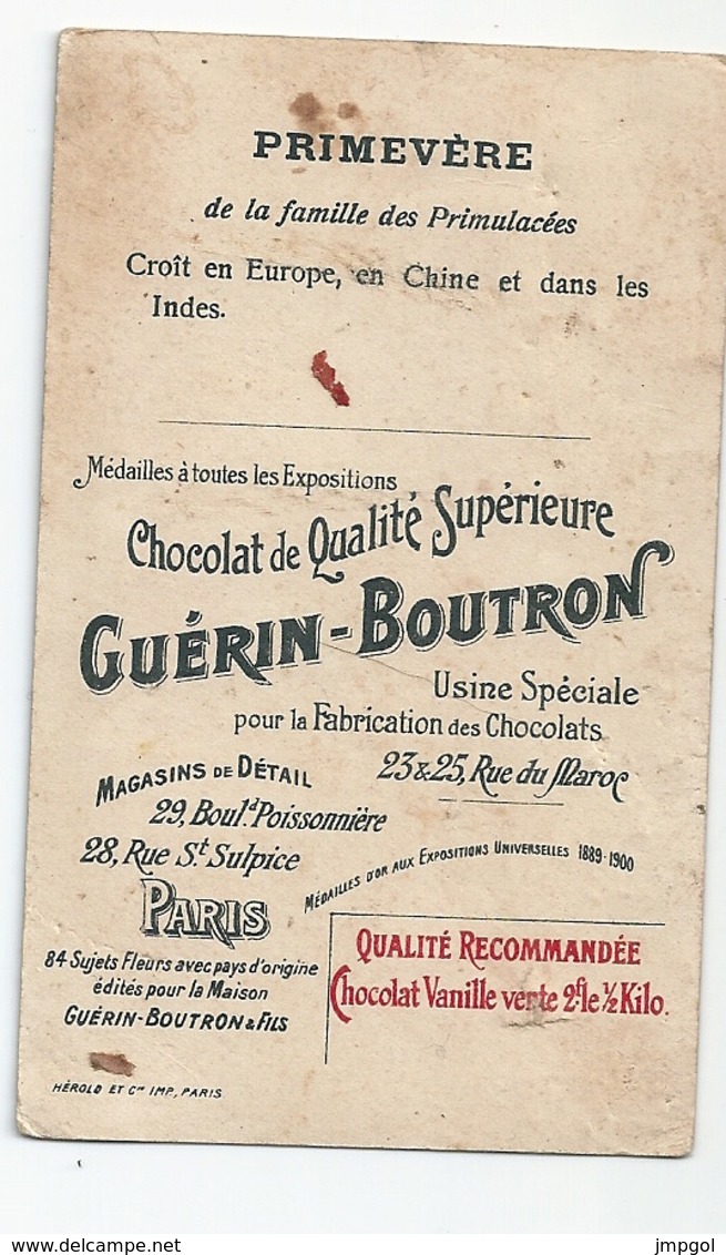 Chromos Chocolat Guerin Boutron  La Primevère Croit En Europe En Chine Et Dans Les Indes - Guerin Boutron