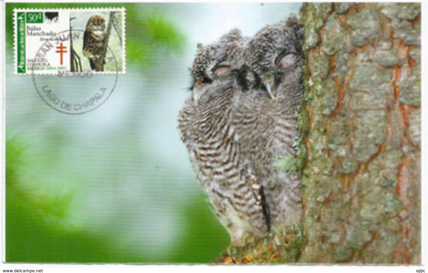 Chouette Tachetée, Spotted Owl, Cárabo Californiano, Carte-maximum Mexique - Mexico