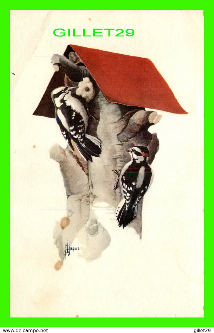 OISEAUX, BIRDS - DOWNY WOODPECKER - WATER COLOR BY FRANCIS LEE JAQUES - TRAVEL IN 1963 - - Oiseaux