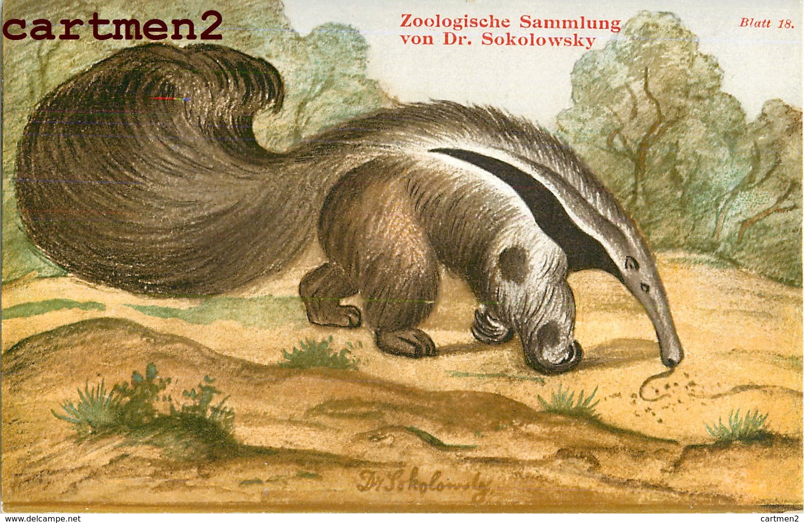 ZOOLOGISCHE SAMMLUNG VON DR. SOKOLOWSKY ZÜRICH ZOOLOGIE AMEISENBÄR MYRMECOPHAGA TAPIR FOURMILIER ANIMAUX ZOO PHOTOGLOB - Altri & Non Classificati