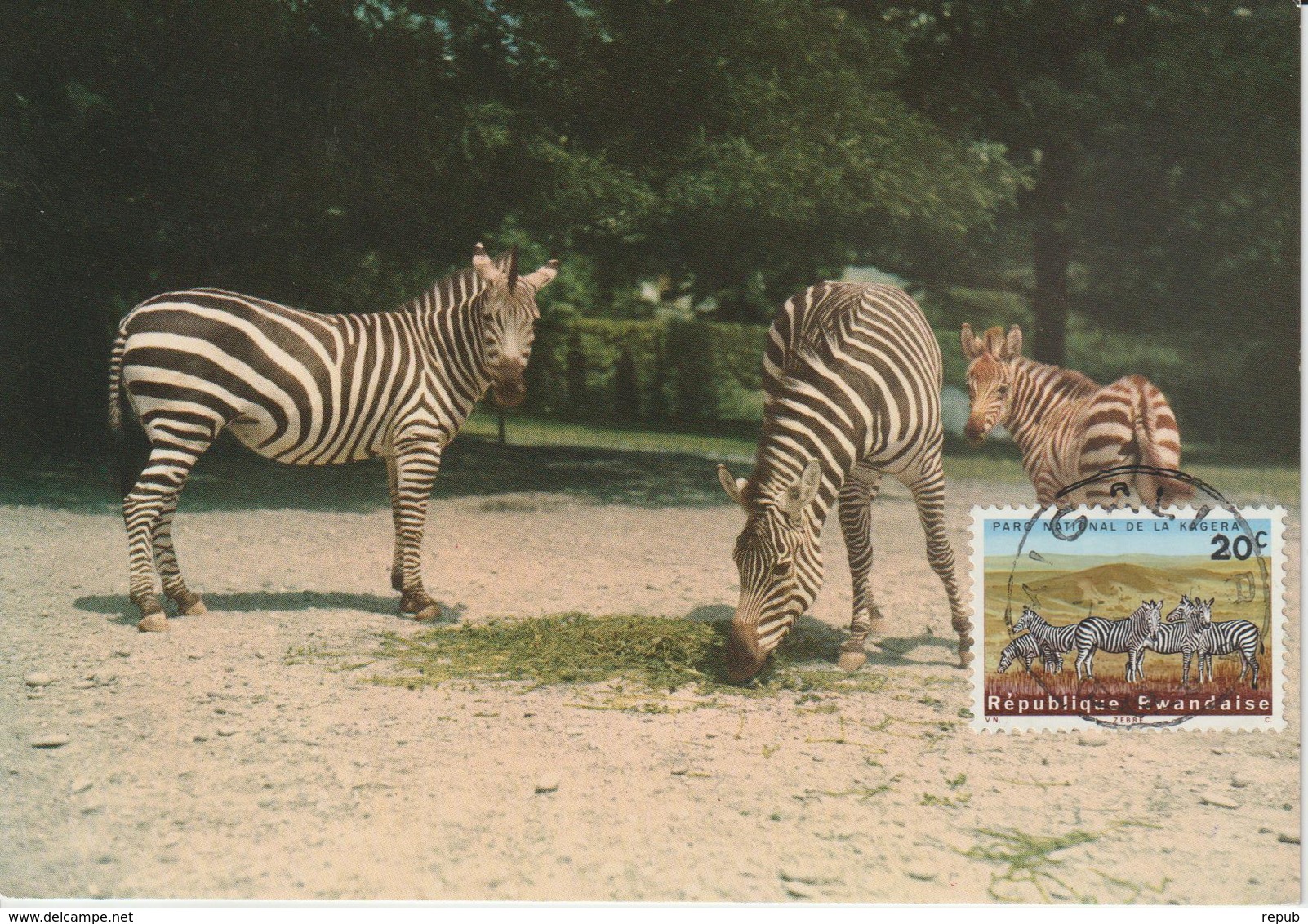 Rwanda Carte Maximum Animaux 1965 Zèbres 99 - Autres & Non Classés