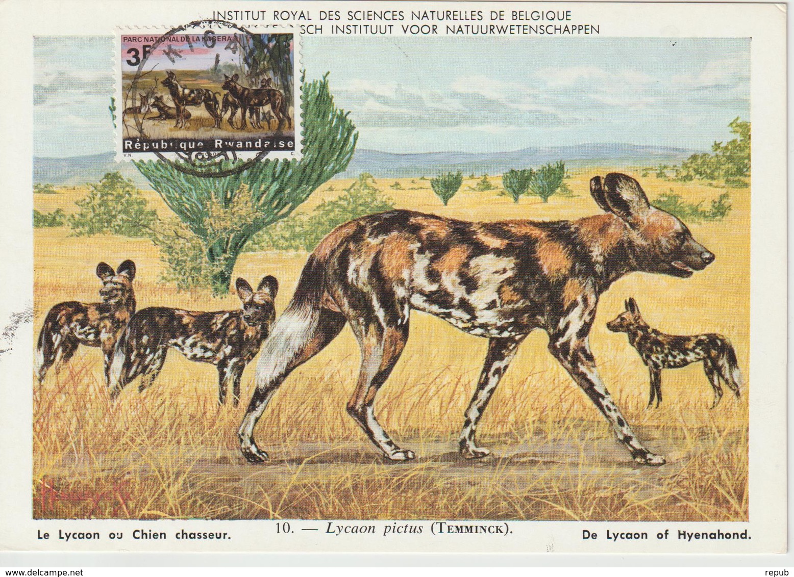 Rwanda Carte Maximum Animaux 1965 Lycaons 103 - Autres & Non Classés