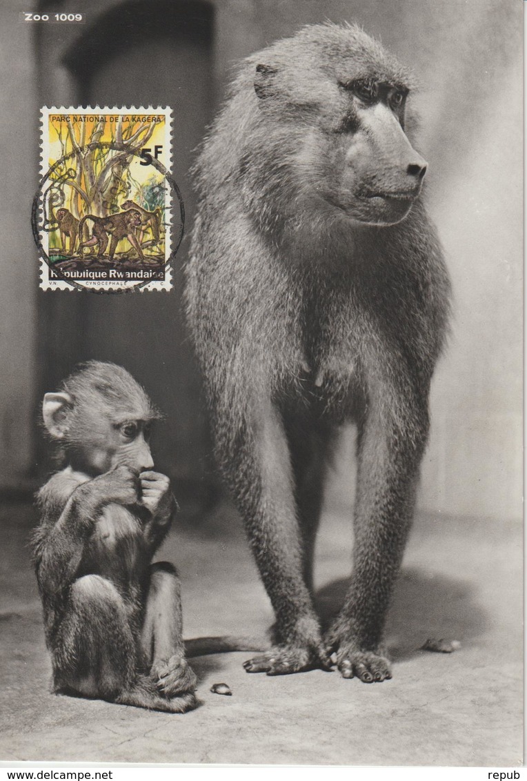 Rwanda Carte Maximum Animaux 1965 Cynocéphales 104 - Autres & Non Classés