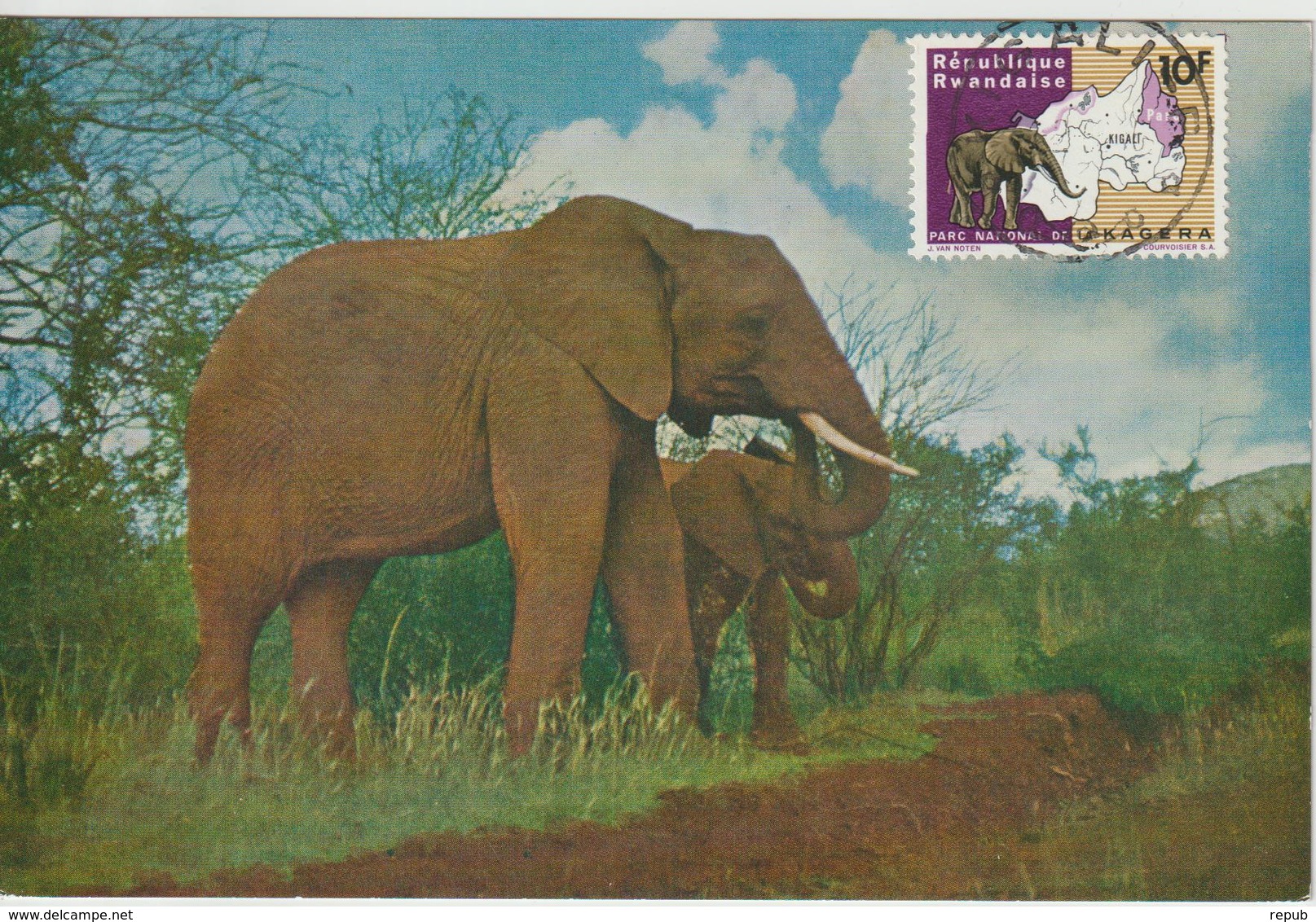 Rwanda Carte Maximum Animaux 1965 Eléphants 105 - Autres & Non Classés