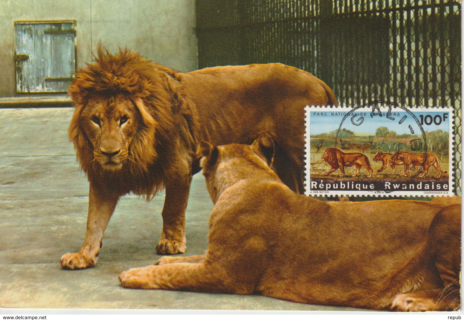 Rwanda Carte Maximum Animaux 1965 Lions 107 - Autres & Non Classés