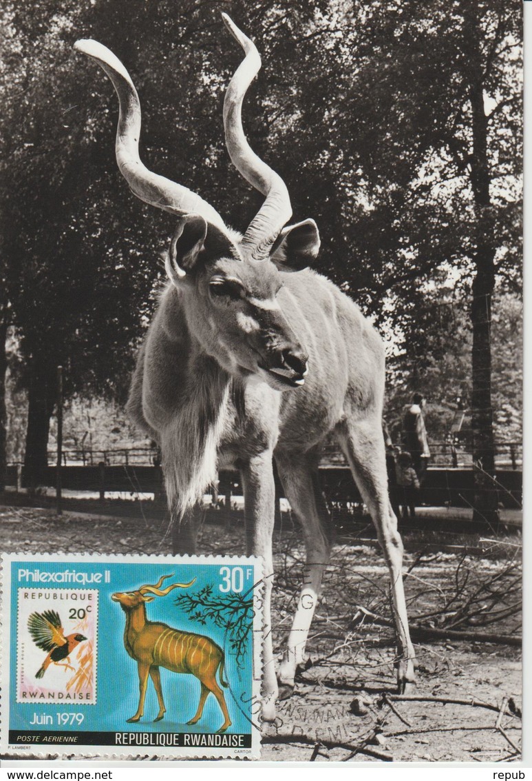 Rwanda Carte Maximum Antilopes 1978 Antilope Kudu PA13 - Autres & Non Classés