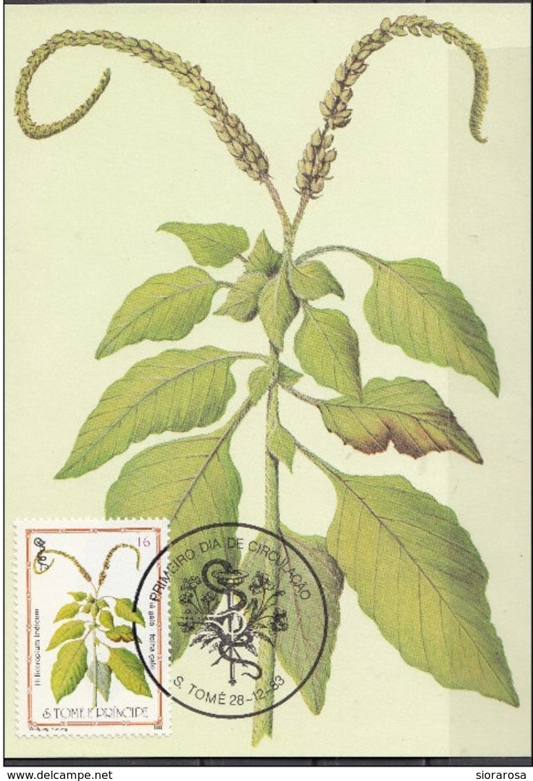 718 S. Tomé E Principe 1983 Medicinal Plants Maximum Card Hiliotropium Indicum Piante Medicinali Maxi - Sao Tomé E Principe