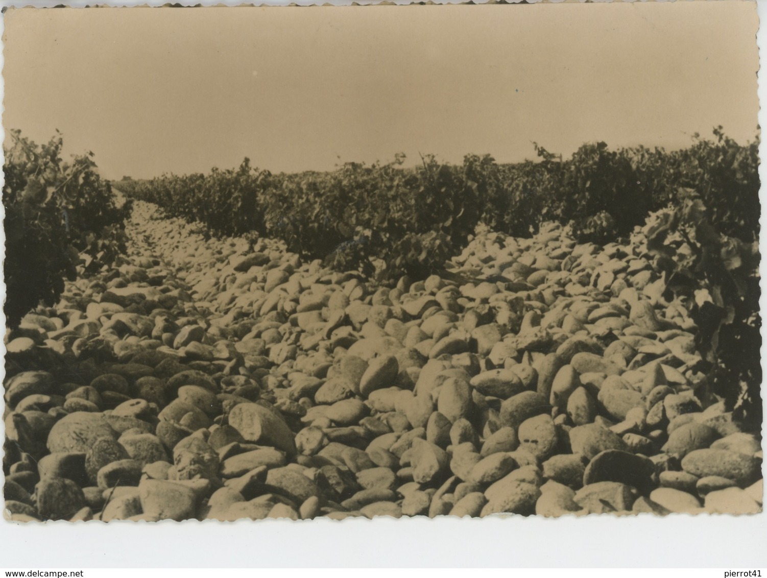 CHATEAUNEUF DU PAPE - Domaine Du MONT REDON , Vignoble D'un Seul Tenant , 85 Hectares - Terrasse De Cailloux Roulés - Chateauneuf Du Pape