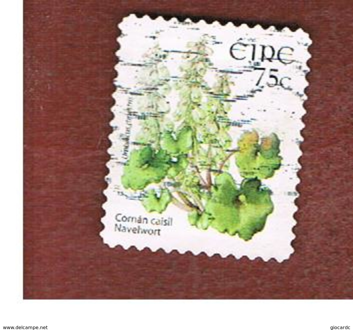 IRLANDA (IRELAND) - SG 1698 -   2006  FLOWERS & PLANTS: UMBILICUS RUPESTRIS    - USED - Usati