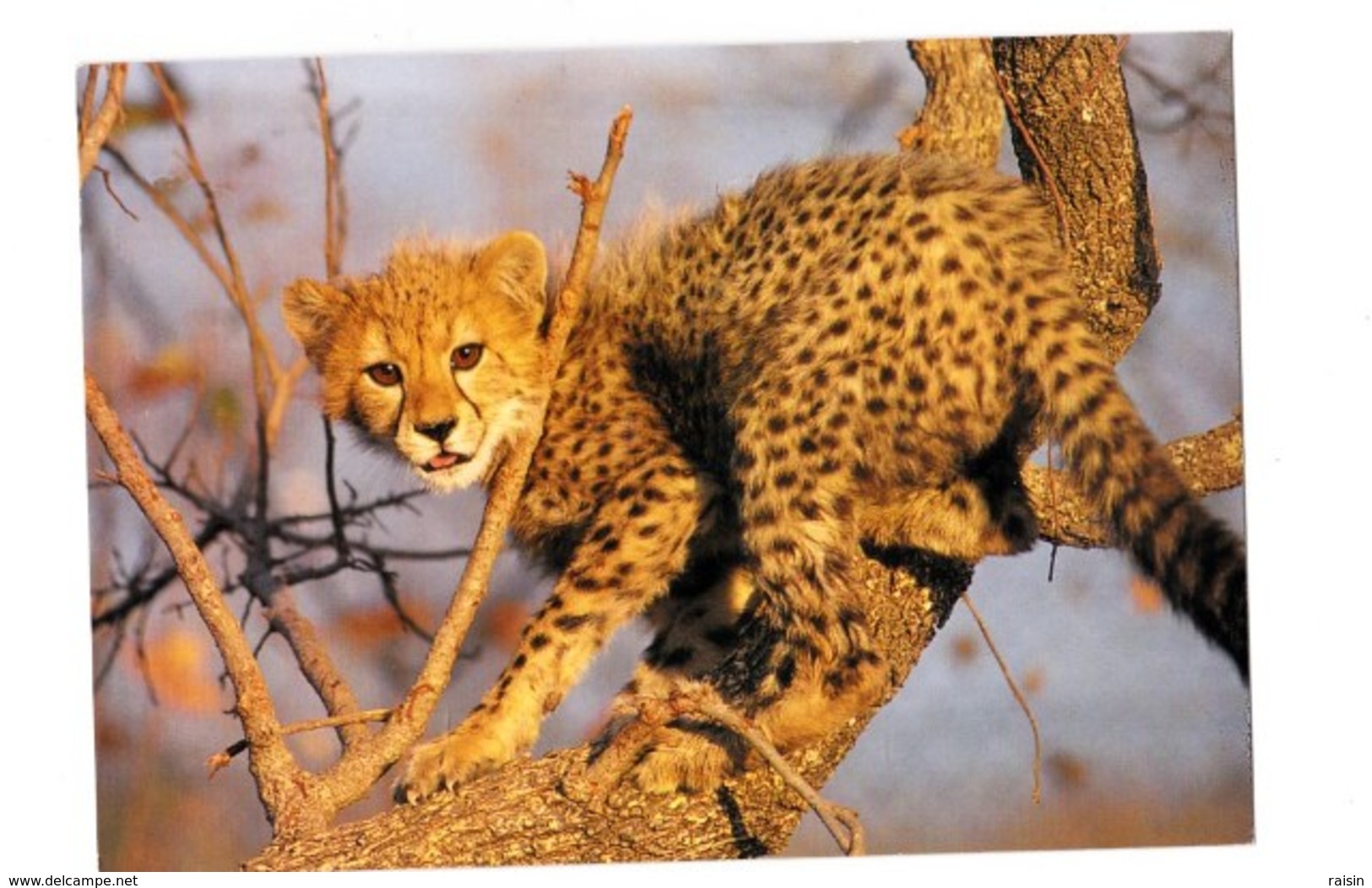 Jeune Guépard  Cheetah Cub Southern Africa N°877 TBE - Tigres