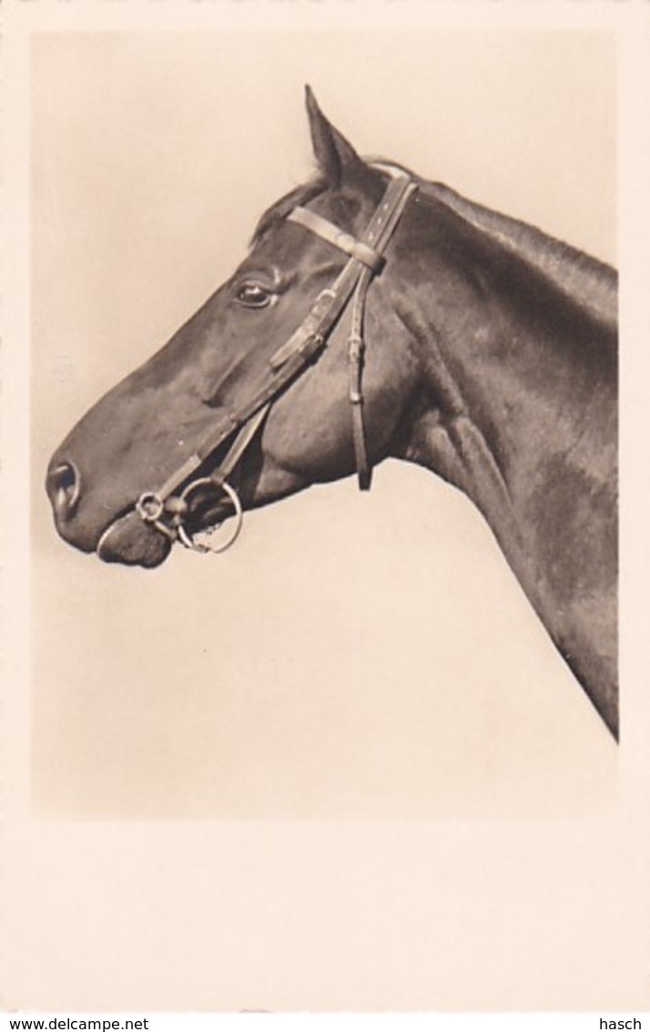 1954717Paardenhoofd. (FOTO KAART) - Chevaux