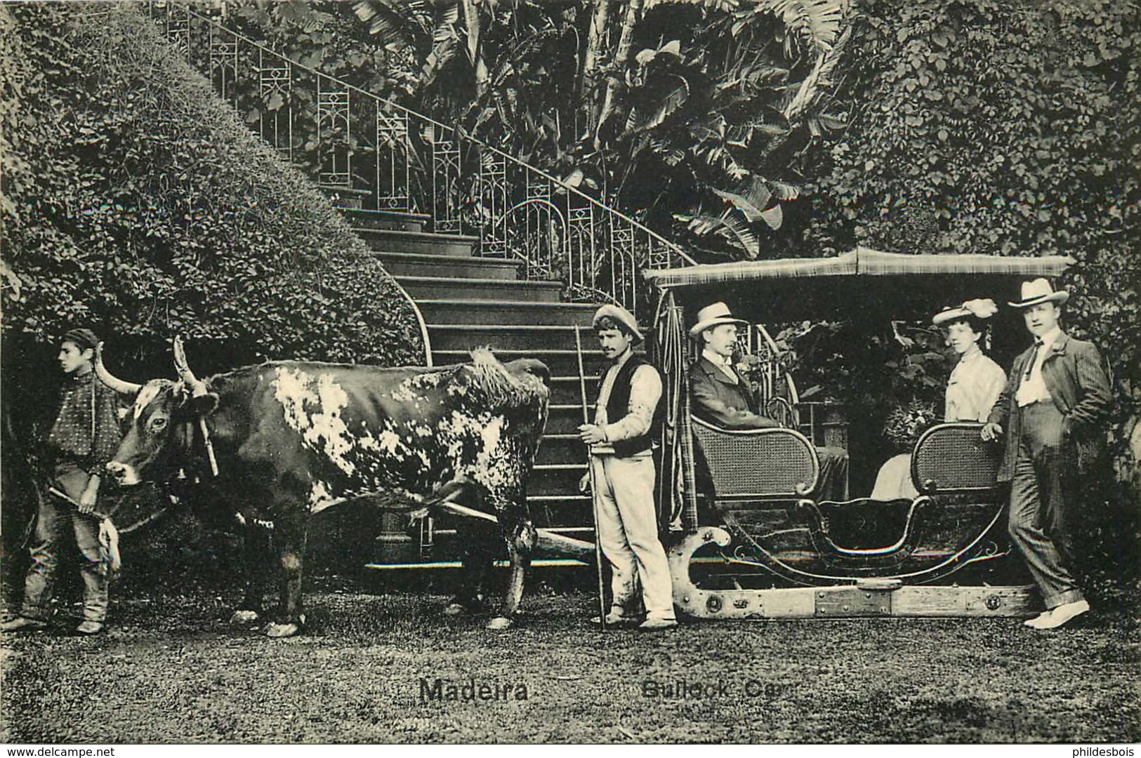 PORTUGAL  MADEIRA  Bullock Carro - Madeira