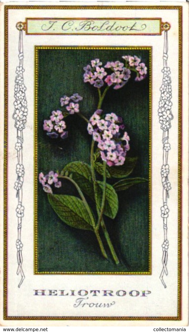 60 Chromo Lithos Zie Fotos, 4711 , Gedrukt  Cirka 1916 Verzameling, NEderland - Parfum Boldoot - 6,2 Cm X 11 Cm - Antiguas (hasta 1960)