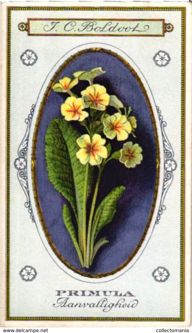 60 chromo lithos zie fotos, 4711 , gedrukt  cirka 1916 verzameling, NEderland - parfum Boldoot - 6,2 cm X 11 cm