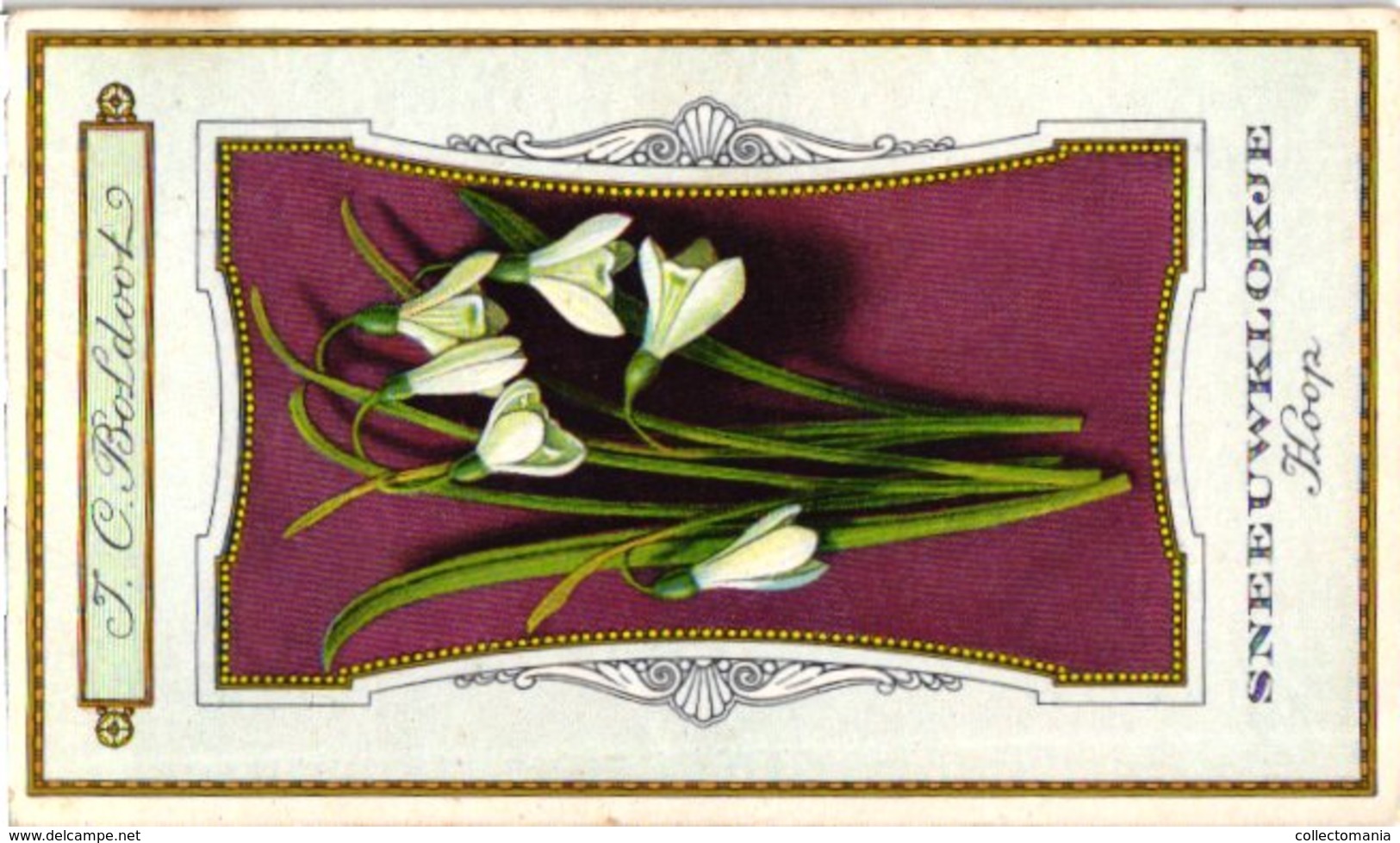 60 chromo lithos zie fotos, 4711 , gedrukt  cirka 1916 verzameling, NEderland - parfum Boldoot - 6,2 cm X 11 cm