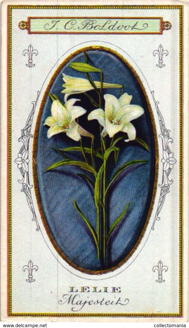 60 chromo lithos zie fotos, 4711 , gedrukt  cirka 1916 verzameling, NEderland - parfum Boldoot - 6,2 cm X 11 cm