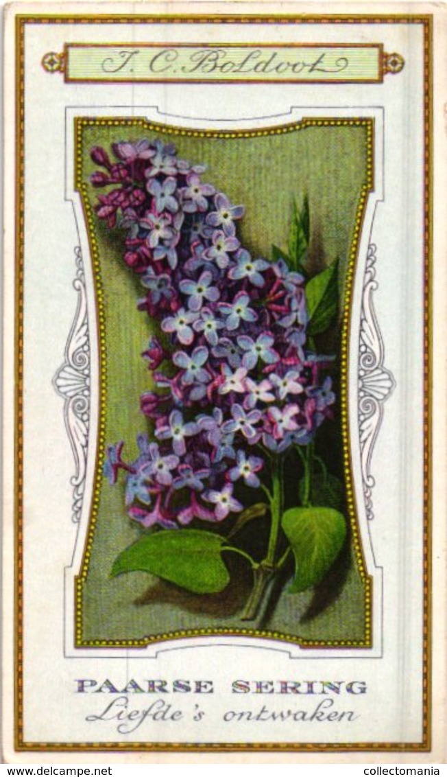 60 chromo lithos zie fotos, 4711 , gedrukt  cirka 1916 verzameling, NEderland - parfum Boldoot - 6,2 cm X 11 cm