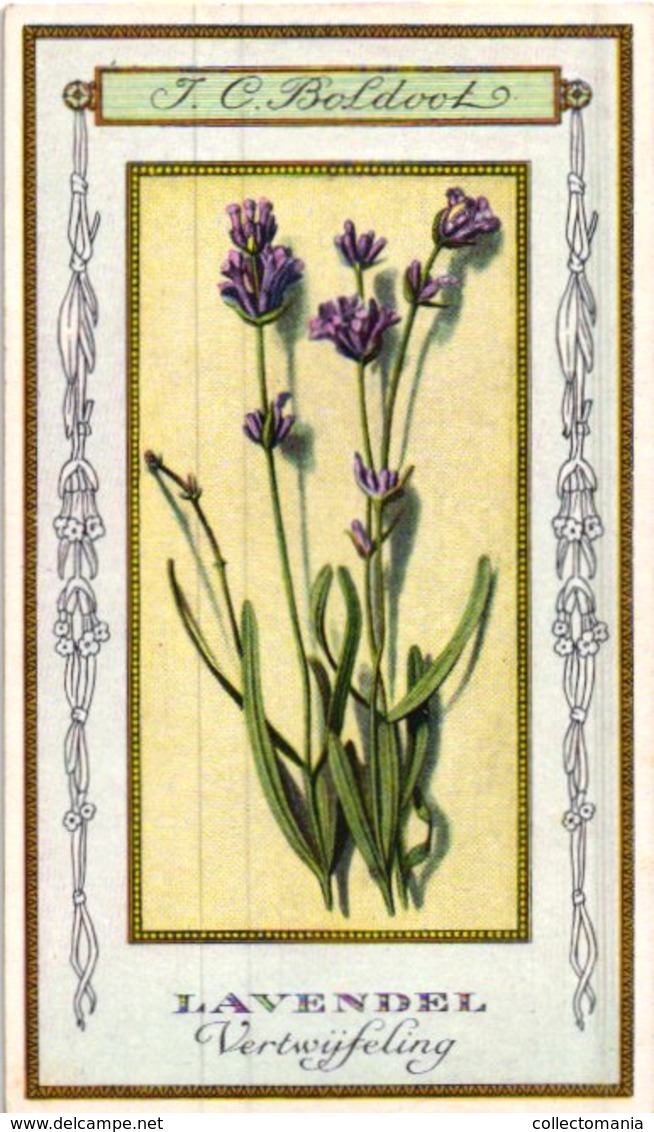 60 chromo lithos zie fotos, 4711 , gedrukt  cirka 1916 verzameling, NEderland - parfum Boldoot - 6,2 cm X 11 cm