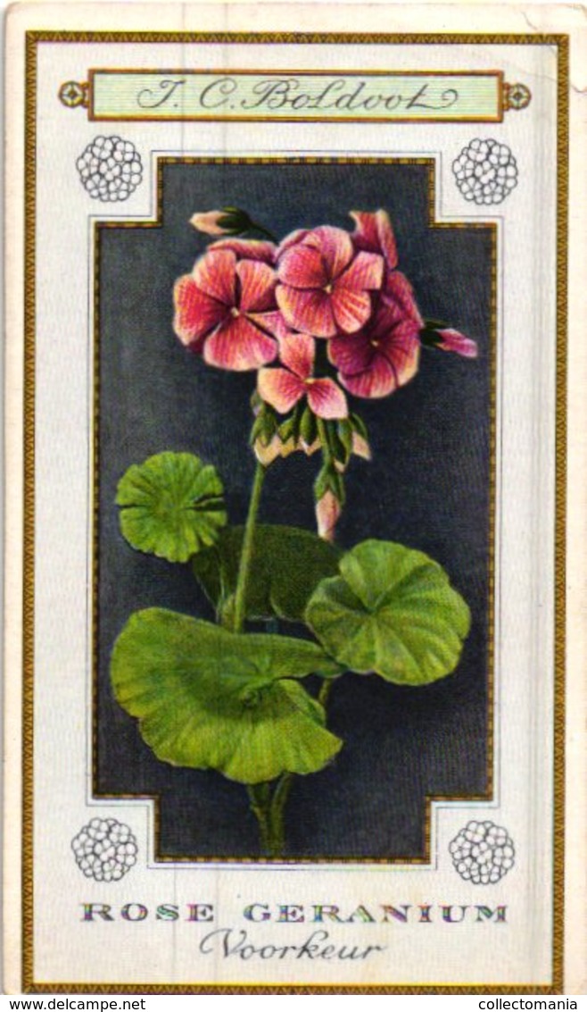 60 chromo lithos zie fotos, 4711 , gedrukt  cirka 1916 verzameling, NEderland - parfum Boldoot - 6,2 cm X 11 cm