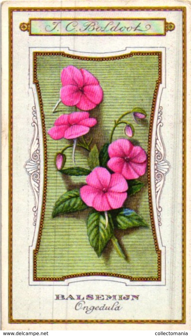 60 chromo lithos zie fotos, 4711 , gedrukt  cirka 1916 verzameling, NEderland - parfum Boldoot - 6,2 cm X 11 cm