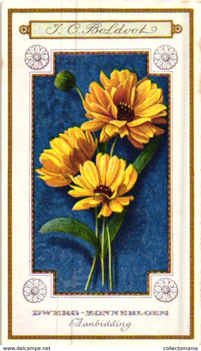 60 chromo lithos zie fotos, 4711 , gedrukt  cirka 1916 verzameling, NEderland - parfum Boldoot - 6,2 cm X 11 cm