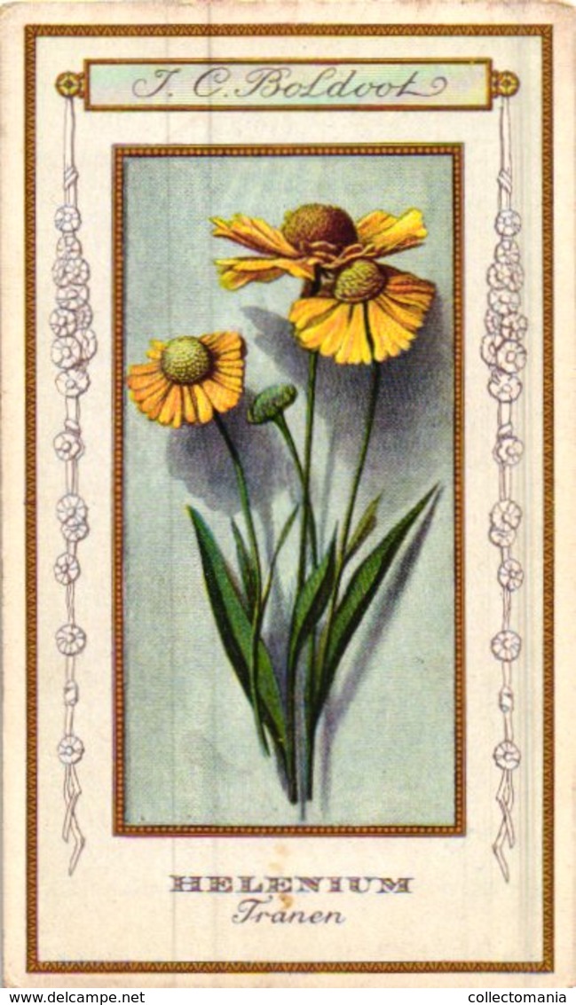 60 chromo lithos zie fotos, 4711 , gedrukt  cirka 1916 verzameling, NEderland - parfum Boldoot - 6,2 cm X 11 cm