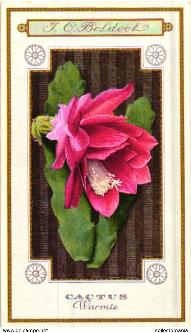 60 chromo lithos zie fotos, 4711 , gedrukt  cirka 1916 verzameling, NEderland - parfum Boldoot - 6,2 cm X 11 cm