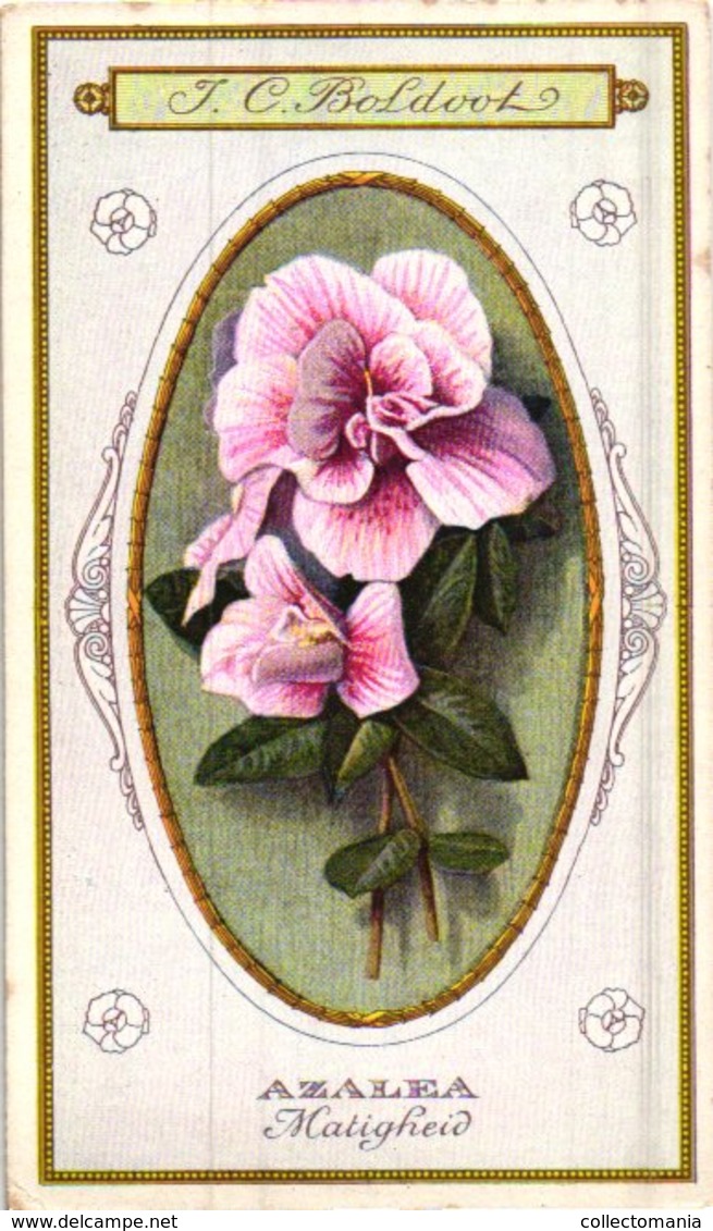 60 chromo lithos zie fotos, 4711 , gedrukt  cirka 1916 verzameling, NEderland - parfum Boldoot - 6,2 cm X 11 cm