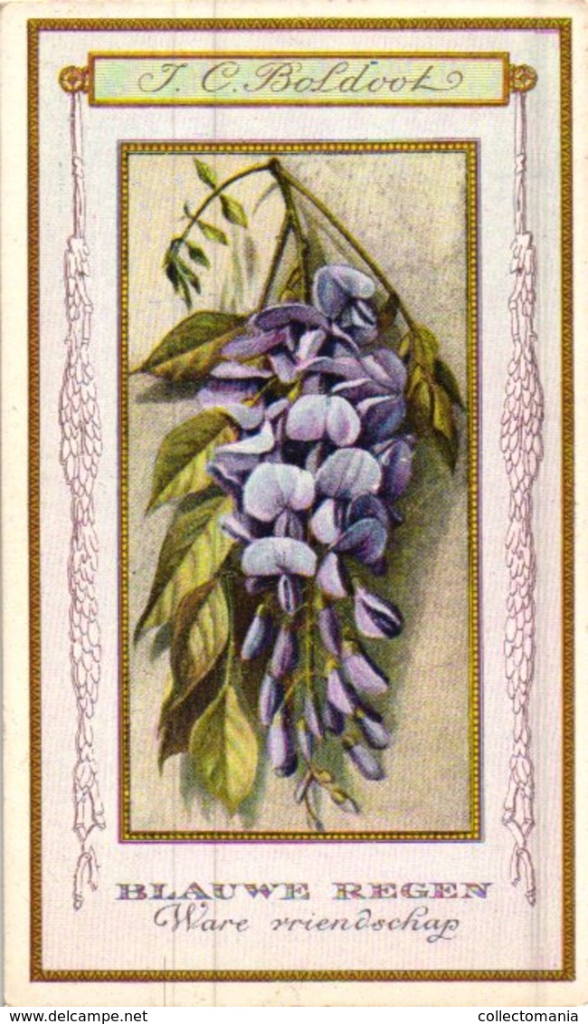 60 chromo lithos zie fotos, 4711 , gedrukt  cirka 1916 verzameling, NEderland - parfum Boldoot - 6,2 cm X 11 cm