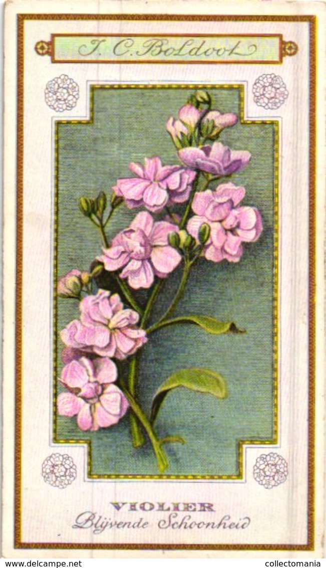 60 chromo lithos zie fotos, 4711 , gedrukt  cirka 1916 verzameling, NEderland - parfum Boldoot - 6,2 cm X 11 cm