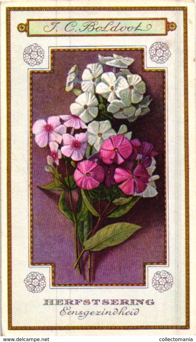 60 chromo lithos zie fotos, 4711 , gedrukt  cirka 1916 verzameling, NEderland - parfum Boldoot - 6,2 cm X 11 cm