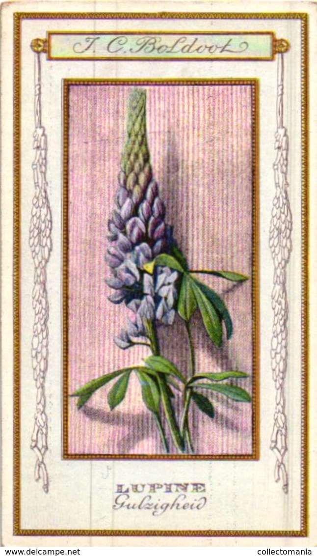 60 chromo lithos zie fotos, 4711 , gedrukt  cirka 1916 verzameling, NEderland - parfum Boldoot - 6,2 cm X 11 cm