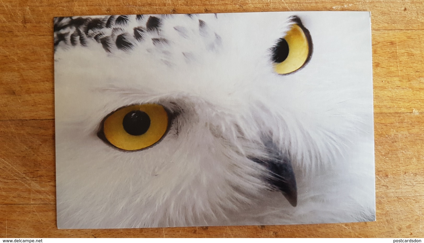 BIRD Owl -   Modern Postcard - Oiseaux