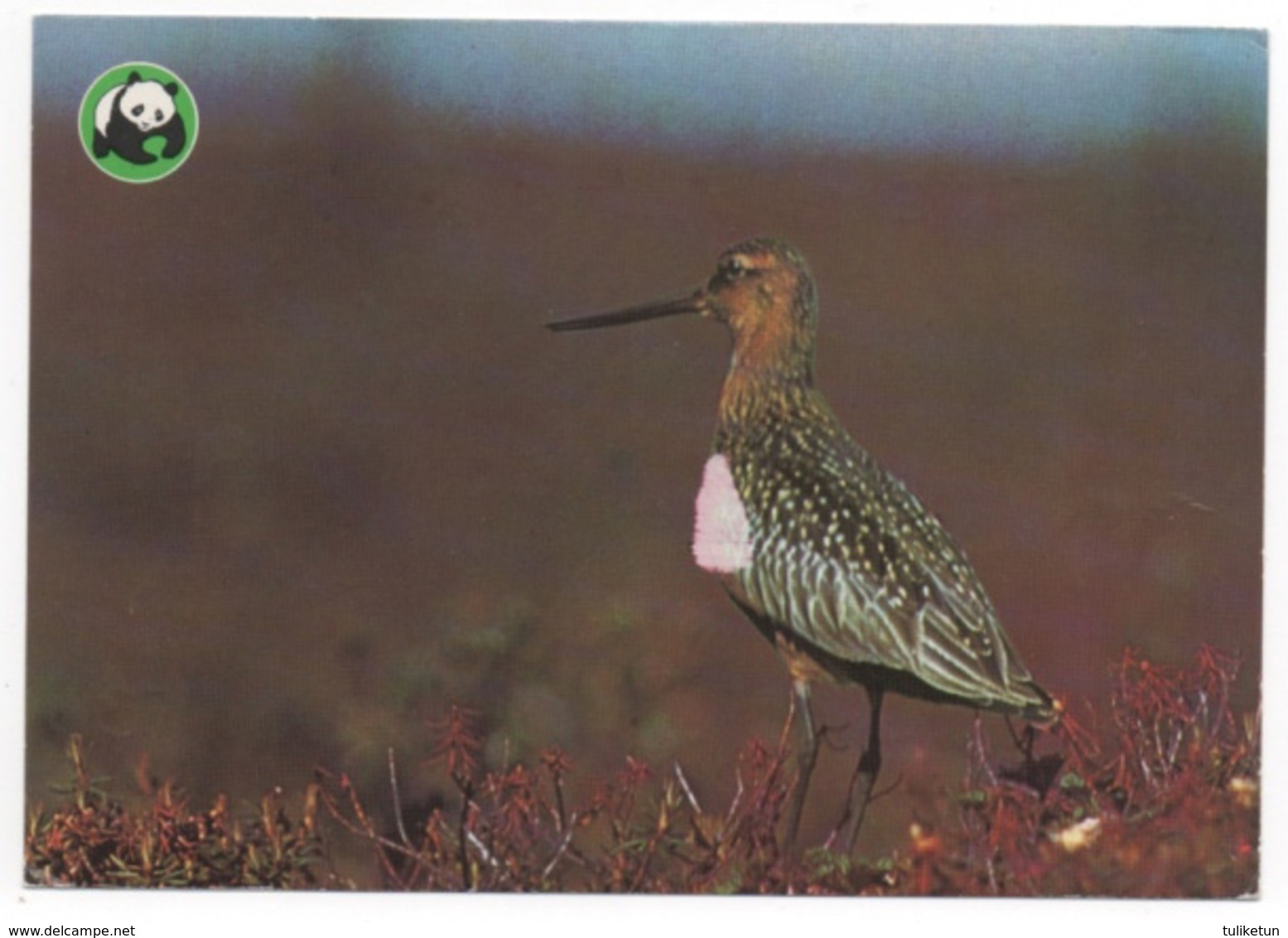 Bird - Oiseau - Vogel - Uccello - Pássaro - Bar-tailed Godwit - (Limosa Lapponica) - WWF Panda Logo - Uccelli