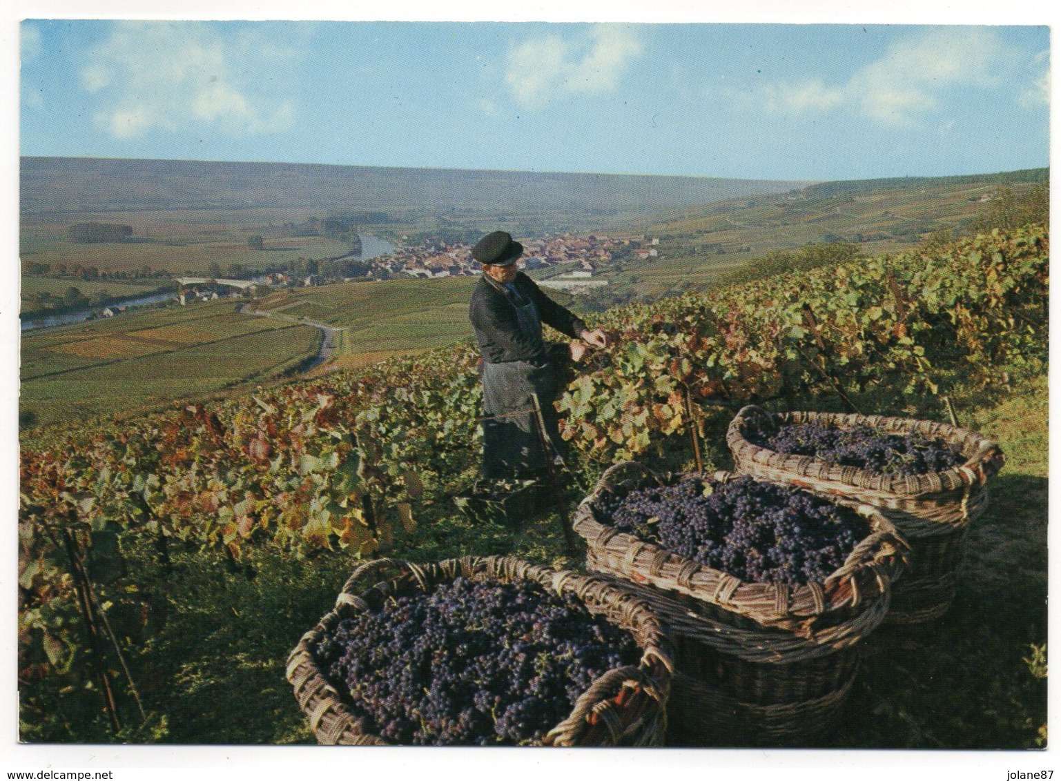 CPM      VENDANGES EN CHAMPAGNE      VENDANGEUR SUR LES COTEAUX - Cultivation